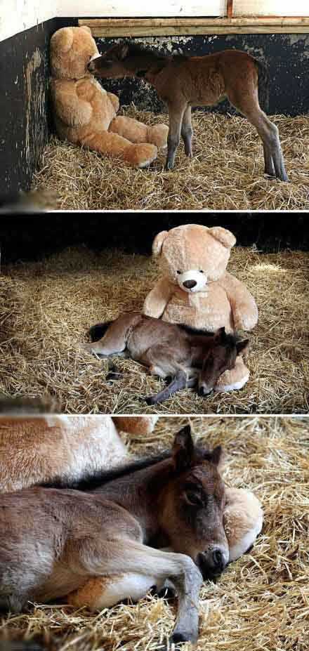 Dartmoor公园的小马和泰迪熊动物gif搞笑图片