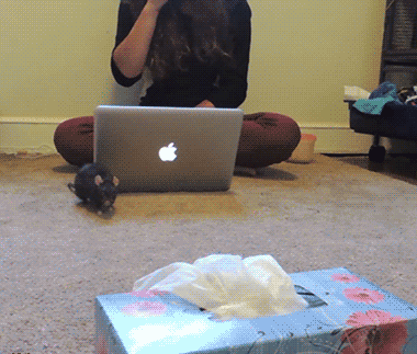 一只训练有素的老鼠动物gif搞笑图片