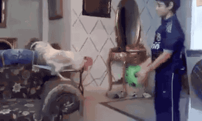 鸡：我的理想是做国足教练动物gif搞笑图片