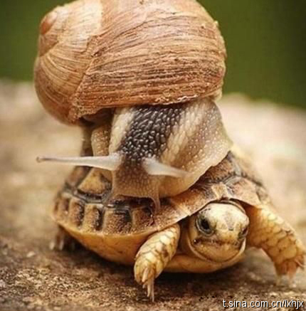 我有点晕车……动物gif搞笑图片