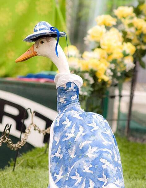 贵妇鹅动物gif搞笑图片