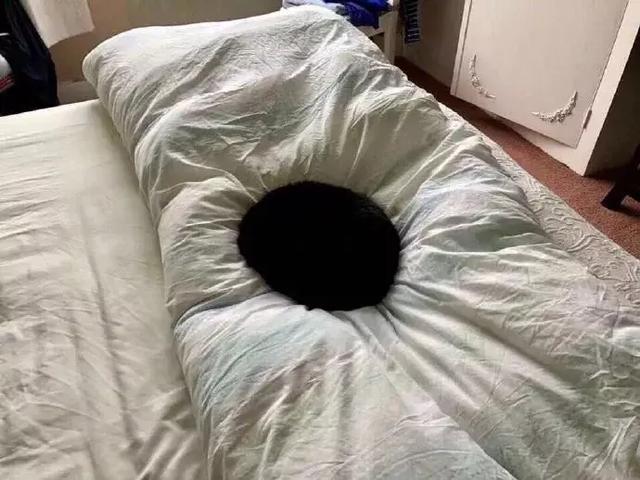 推上一位主人表示，如果你家的黑猫足够黑，就能在床上形成一个黑洞动物gif搞笑图片