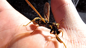 你知道什么叫疼吗？等会别哭着找我哦动物gif搞笑图片