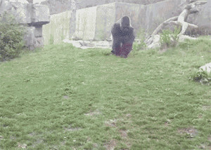 你说我容易吗？去个动物园差点没把命丢掉动物gif搞笑图片