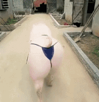 这是谁呀，把我们家的猪猪弄成这模样动物gif搞笑图片