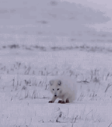 终于找到家的入口了~我去~怎么钻不进去....动物gif搞笑图片