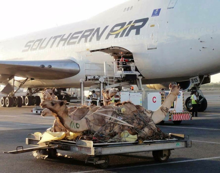 这可是我平生第一次坐飞机啊动物gif搞笑图片