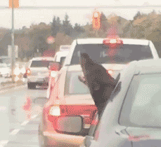 冷冷的冰雨在汪脸上胡乱的拍动物gif搞笑图片