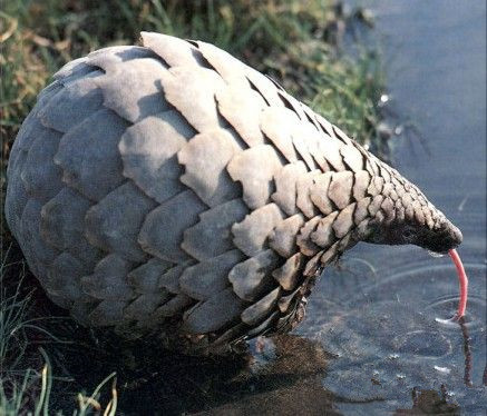 我以为是个多肉植物，结果它动了动物gif搞笑图片