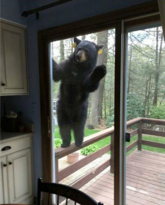 邻居，惊喜不惊喜？动物gif搞笑图片