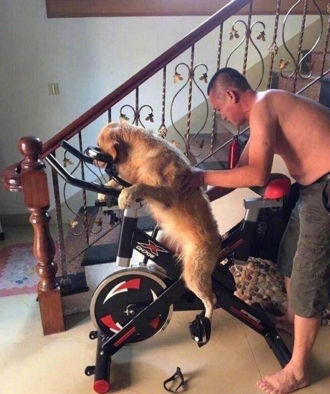 金毛表示很无奈很恐慌动物gif搞笑图片