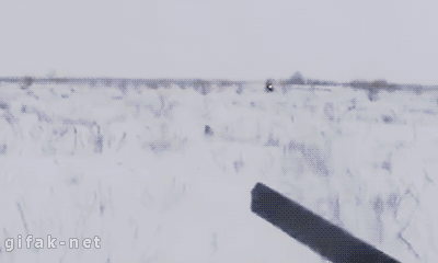 别开枪！别开枪！我自己过来！动物gif搞笑图片