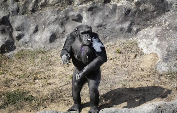 朝鲜19岁大猩猩每天能抽一包烟动物gif搞笑图片