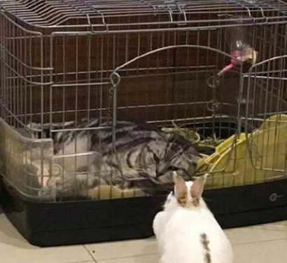 兔子发现回不去了动物gif搞笑图片