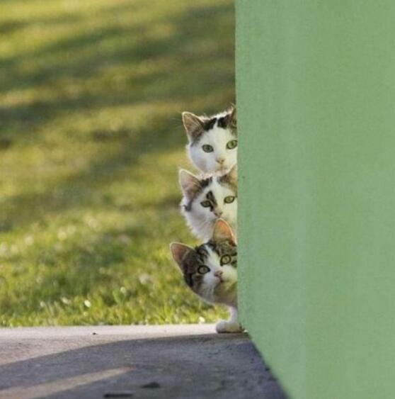 主人出去了么？等等，再看看动物gif搞笑图片