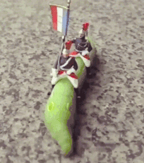 竟骑着毛毛虫打仗，是不是有点慢动物gif搞笑图片