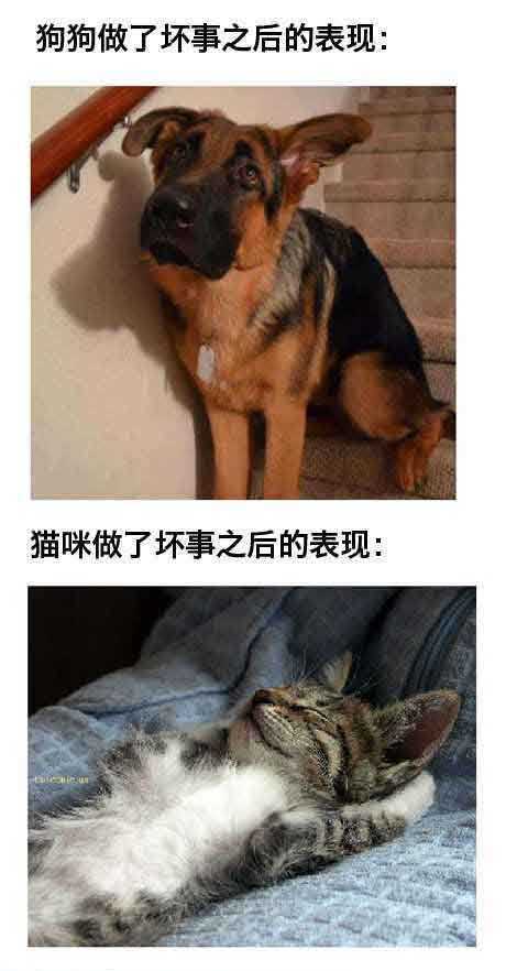 狗狗远没有喵星人淡定动物gif搞笑图片