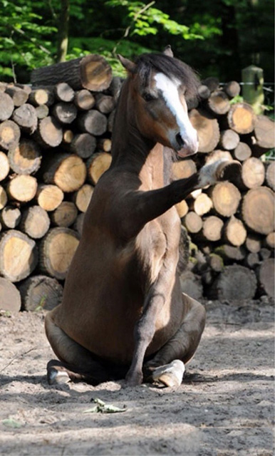 嘿~出租车~动物gif搞笑图片