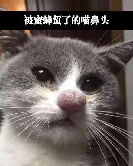 泪汪汪的样子，看得我忍不住笑了动物gif搞笑图片