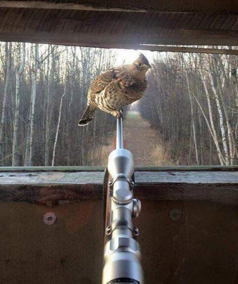 就是打不到我气死你动物gif搞笑图片