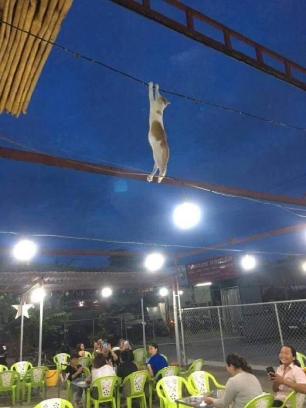 猫跑到棚子上，最后下不来，它就这样保持着姿势动物gif搞笑图片