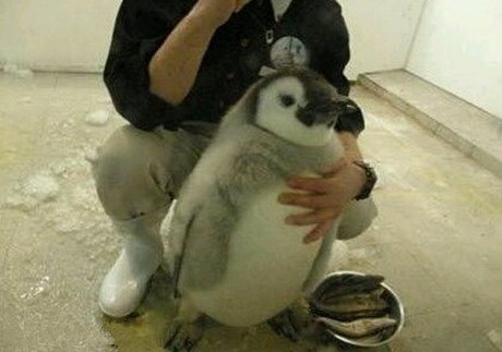 养企鹅挺萌的，就是费鱼动物gif搞笑图片