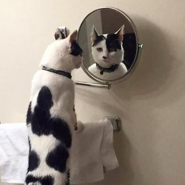 猫从镜子里看到了什么动物gif搞笑图片