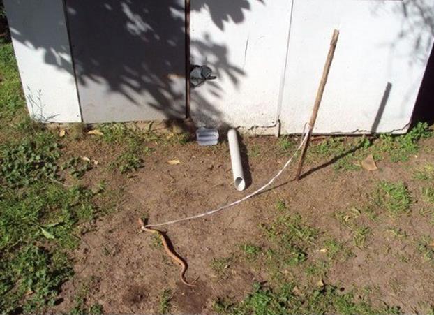 重大创新：看门蛇动物gif搞笑图片