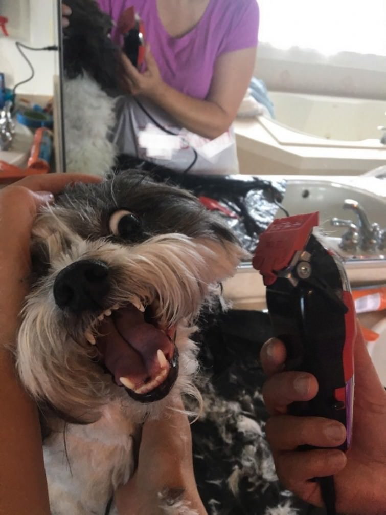 我不要理发动物gif搞笑图片