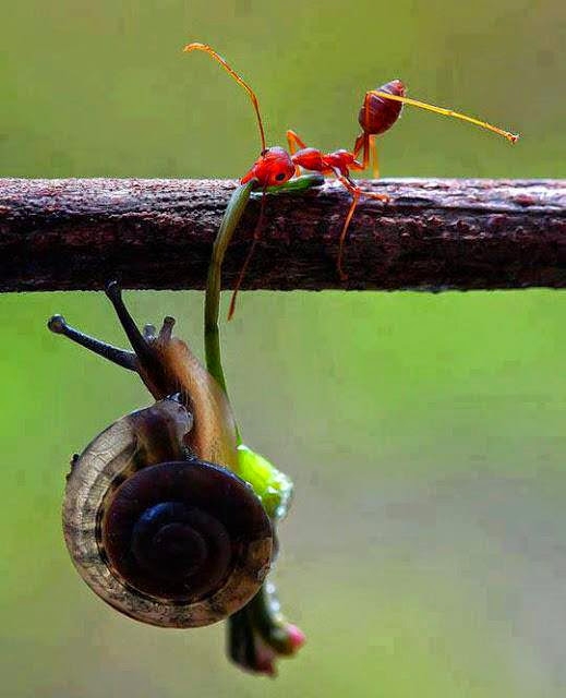 兄弟，千万别放手啊！动物gif搞笑图片