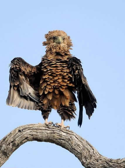 新网购的披风咋样？动物gif搞笑图片