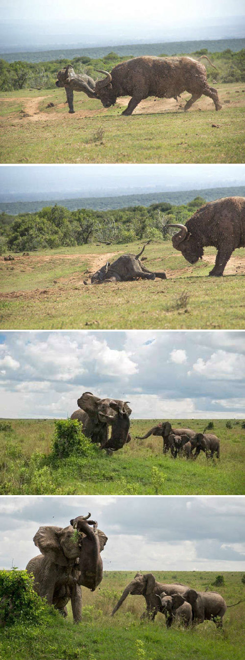 愤怒的大象，你敢欺负我儿子动物gif搞笑图片