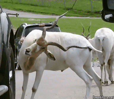 看起来很爽的样子动物gif搞笑图片