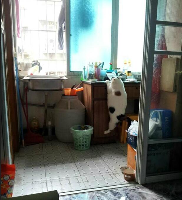 你们家猫有多努力你造嘛？动物gif搞笑图片