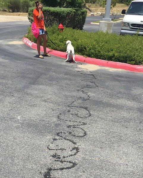 主人，你别再拽我了，让我好好的尿一条直线不可以吗？动物gif搞笑图片