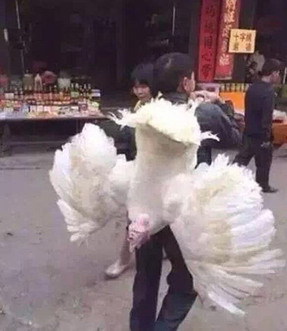 天使的翅膀动物gif搞笑图片