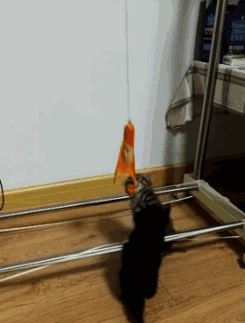 为了一根火腿肠，拼了动物gif搞笑图片