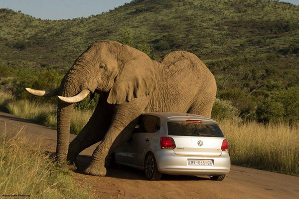 累死我了，趴着歇会~~高度刚好合适动物gif搞笑图片
