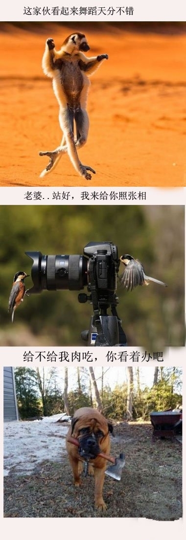 动物界里的天才动物gif搞笑图片