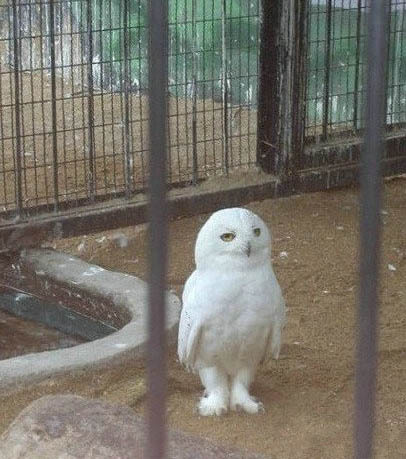 这难道就是传说中的神雕？动物gif搞笑图片