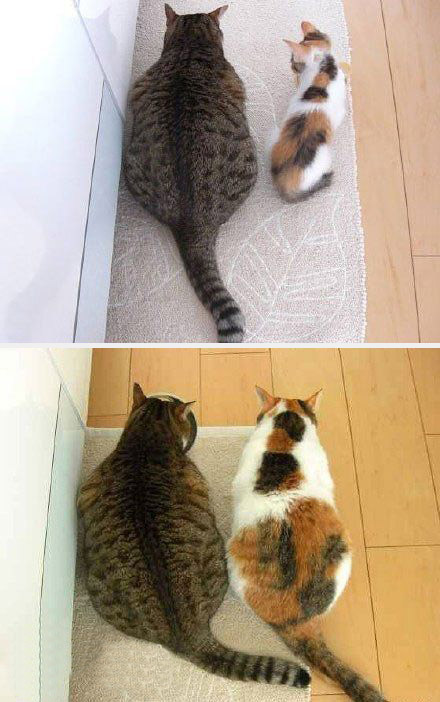 胖猫咪带回了另一只很苗条的喵。一个月后。。。动物gif搞笑图片