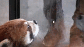 日本的一家动物园里，喂小熊猫吃苹果有独特的技巧。把苹果片贴在玻璃上，你造小熊猫为了吃那一块，有多努力吗？动物gif搞笑图片