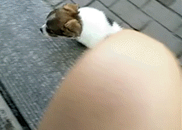 就你这怂样，还想吃天鹅肉啊？动物gif搞笑图片