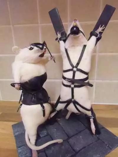 这个图十分邪恶动物gif搞笑图片