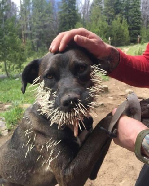 狗子，你是干不过豪猪的，听我的，别去了动物gif搞笑图片