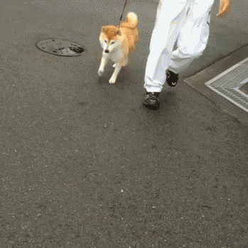 我不要走了动物gif搞笑图片