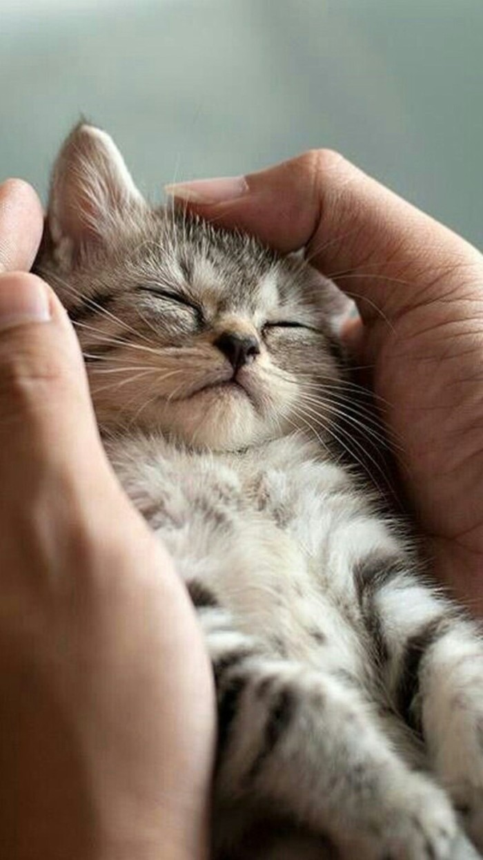 心都要萌化了动物gif搞笑图片