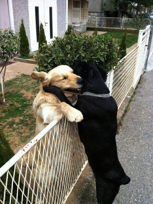 兄弟，我可想死你了动物gif搞笑图片