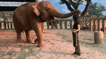 大象：妹子，快过来，我来保护你动物gif搞笑图片