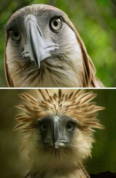 洗发前和洗发后动物gif搞笑图片